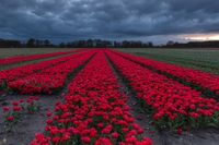 Red_Tulips_Signed