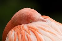 Flamingo_CloseUp_JPG_Signed_full