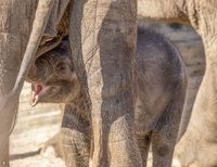 Wildlands_Olifant_Drinken_Jong