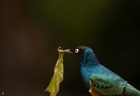 Wildlands_Vogel_kleurrijk_JPG_Signed